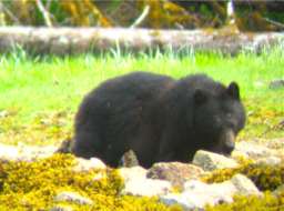 Small Spring Black Bear